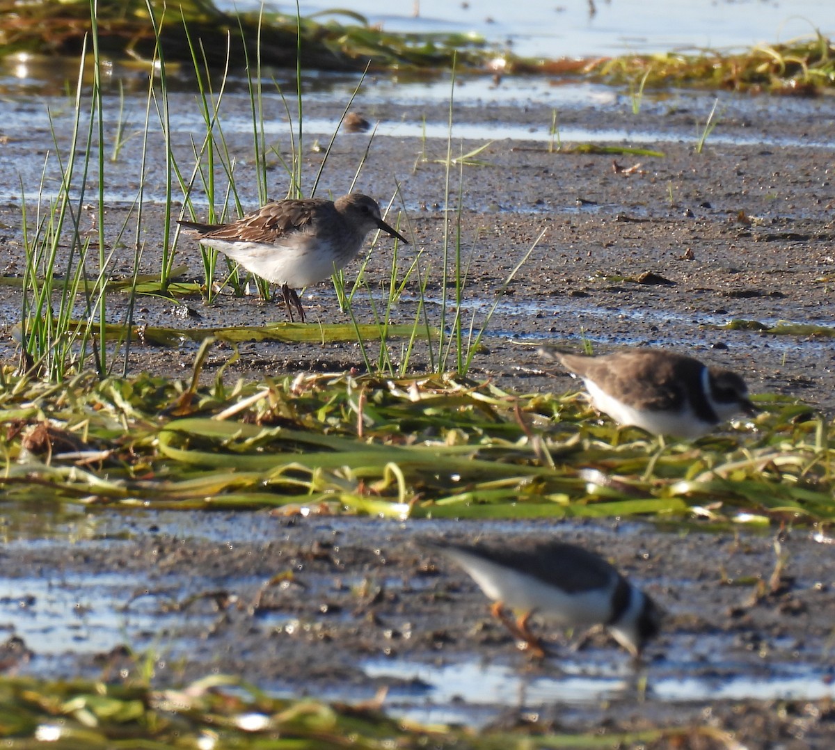 White-rumped Sandpiper - ML642102759