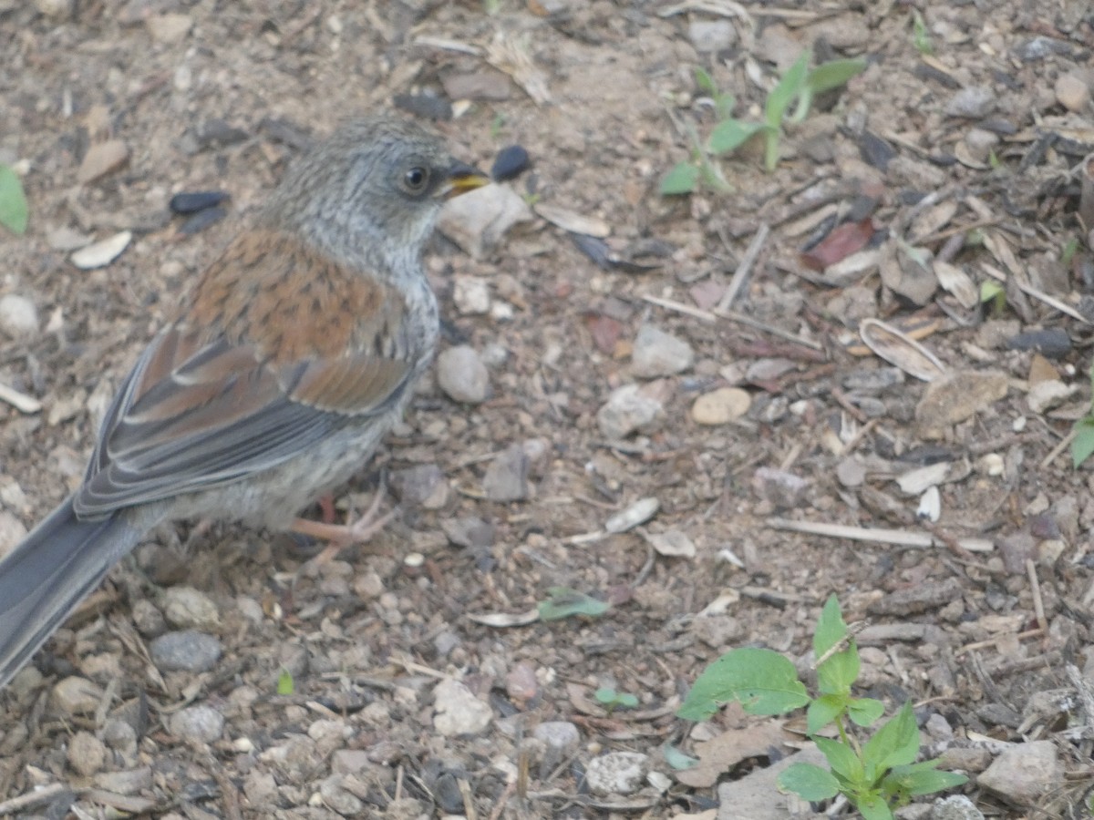 Junco aux yeux jaunes - ML642102762