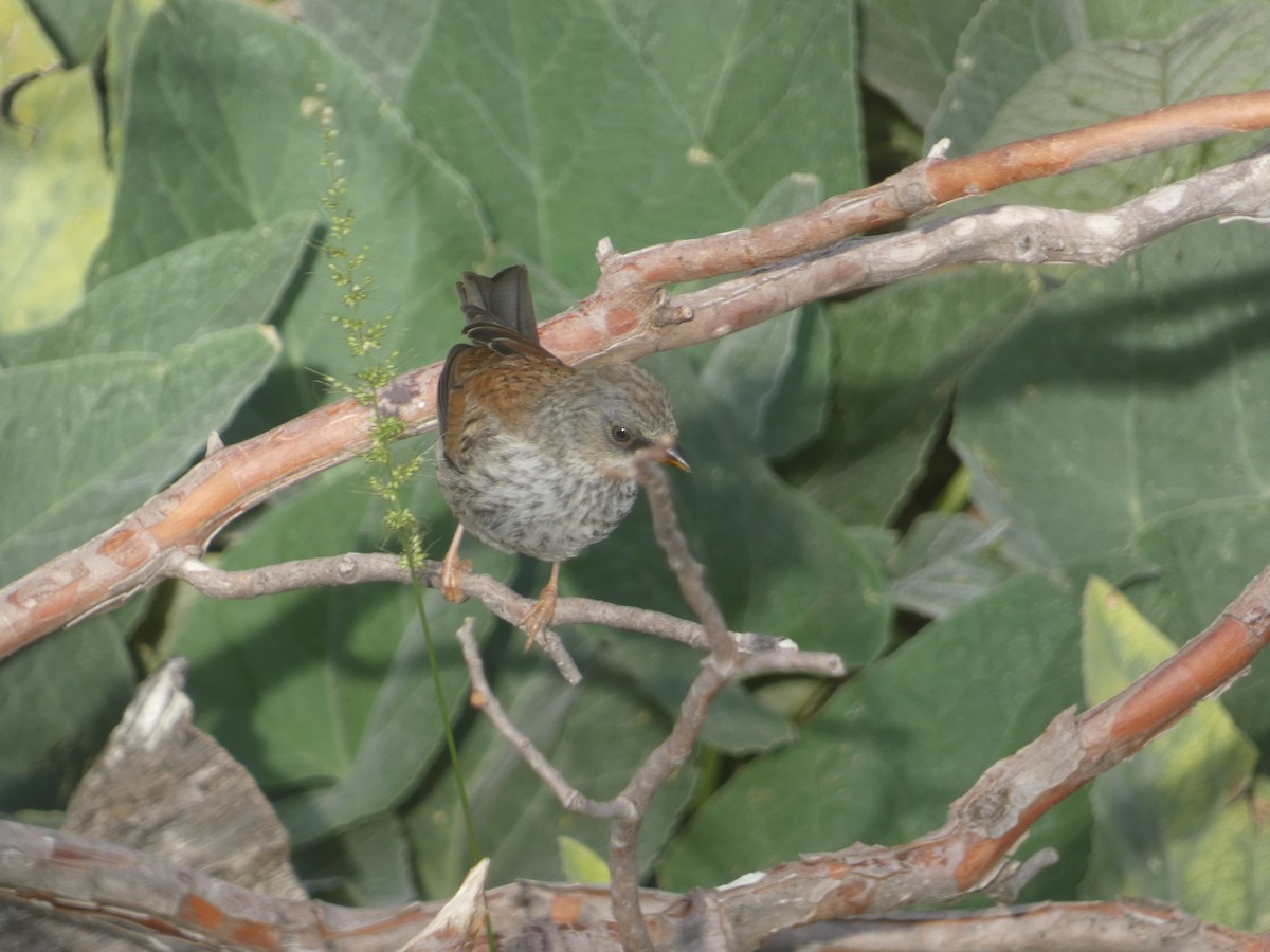 Junco aux yeux jaunes - ML642102763