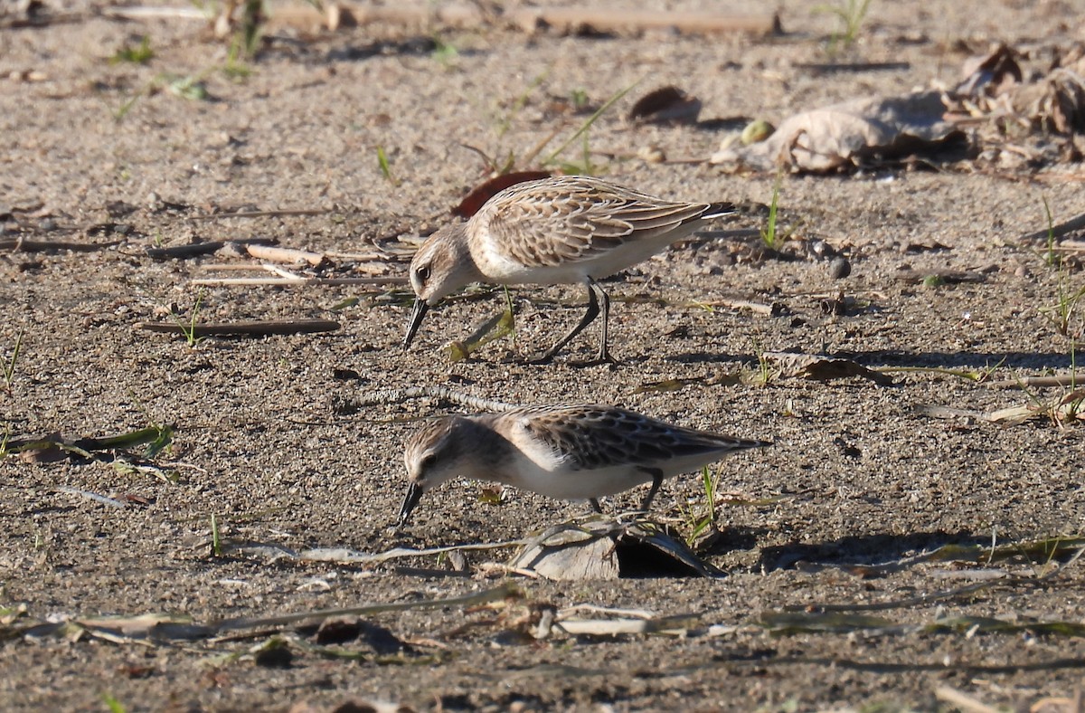 Semipalmated Sandpiper - ML642102767