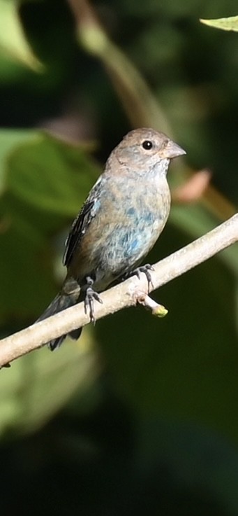 Indigo Bunting - ML642102771