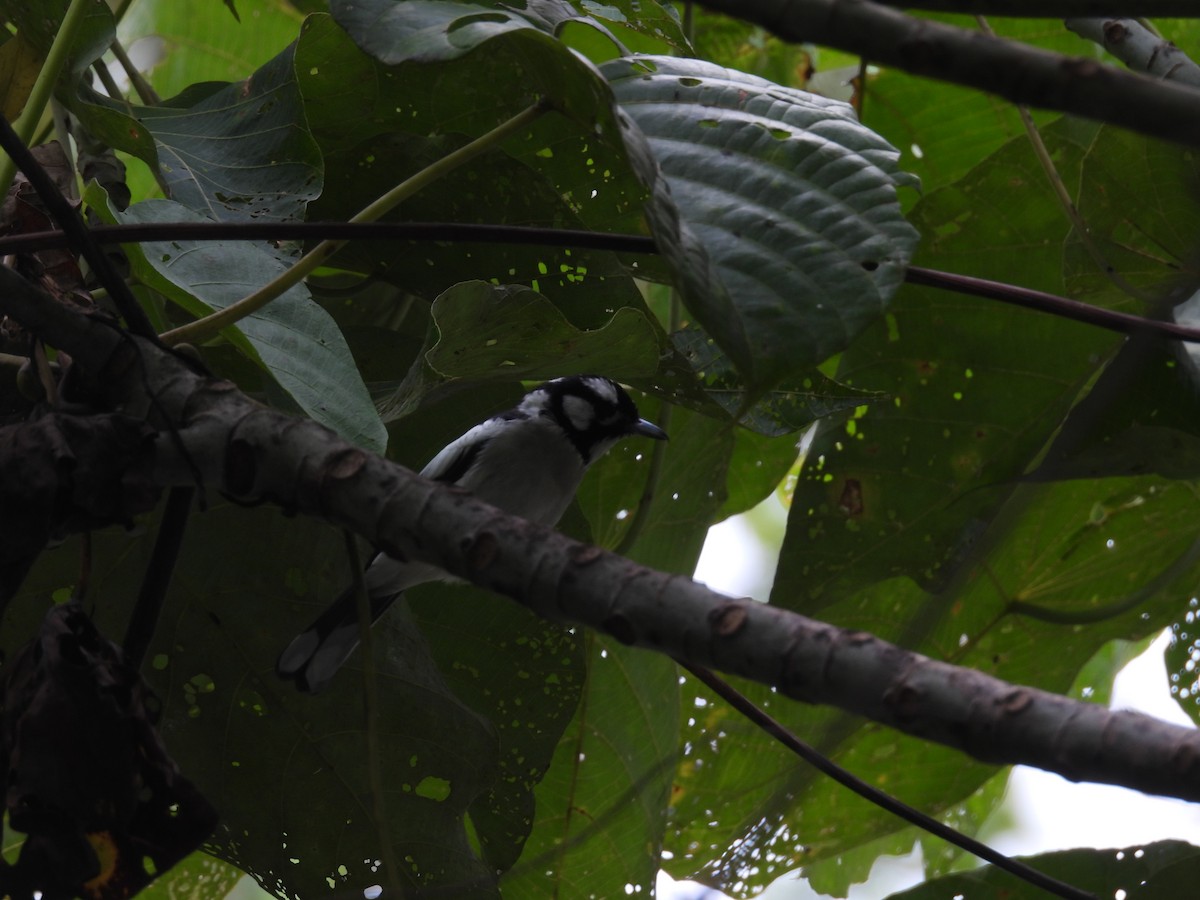 White-naped Monarch - ML642102778