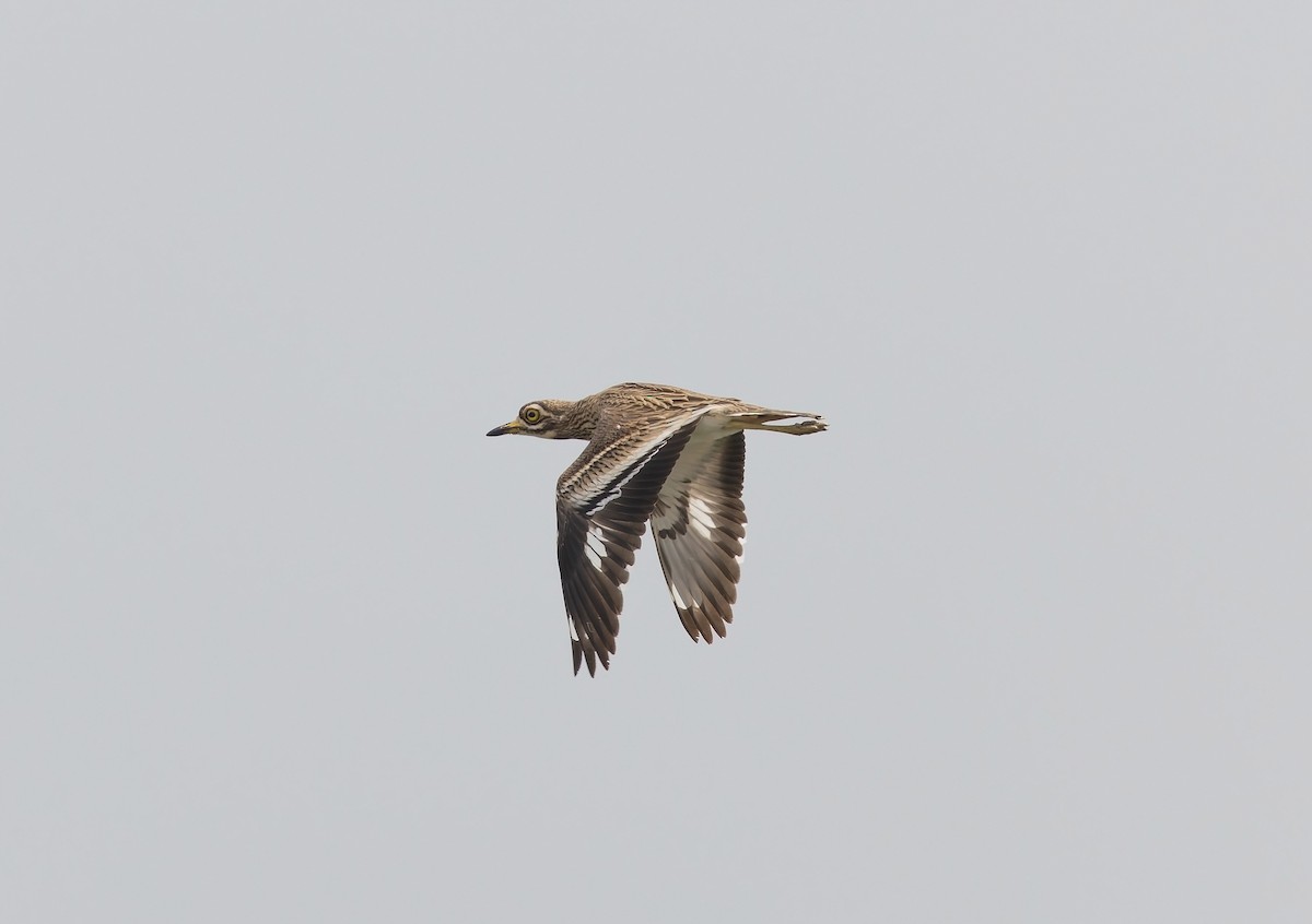 Indian Thick-knee - ML642102799