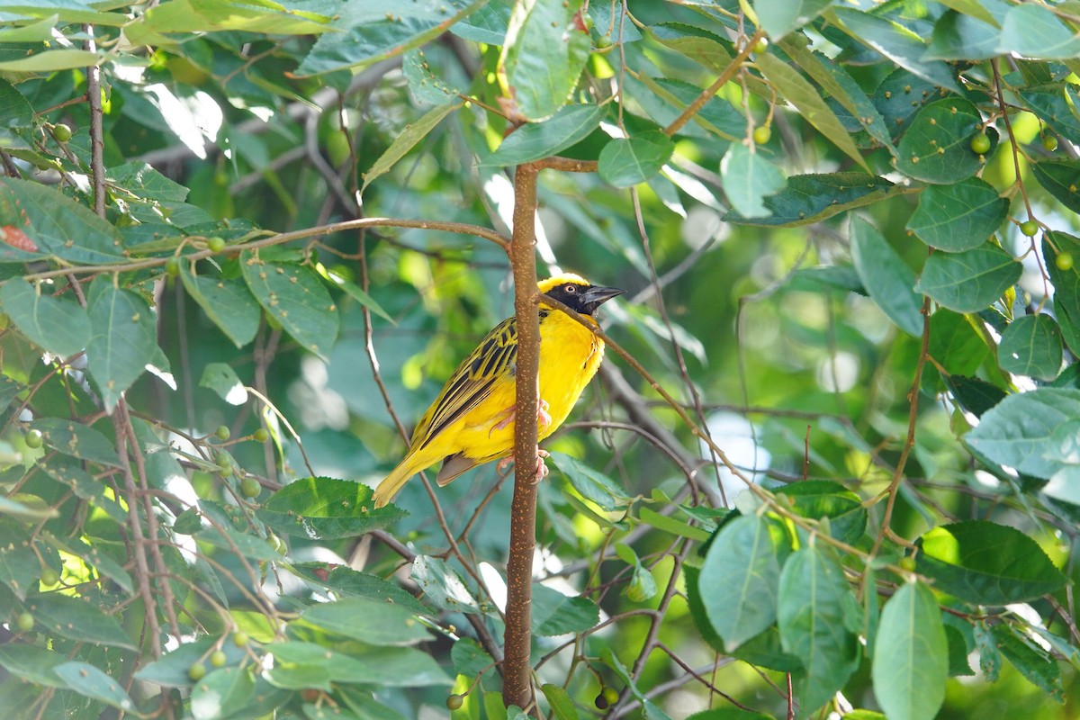 Speke's Weaver - ML642102815