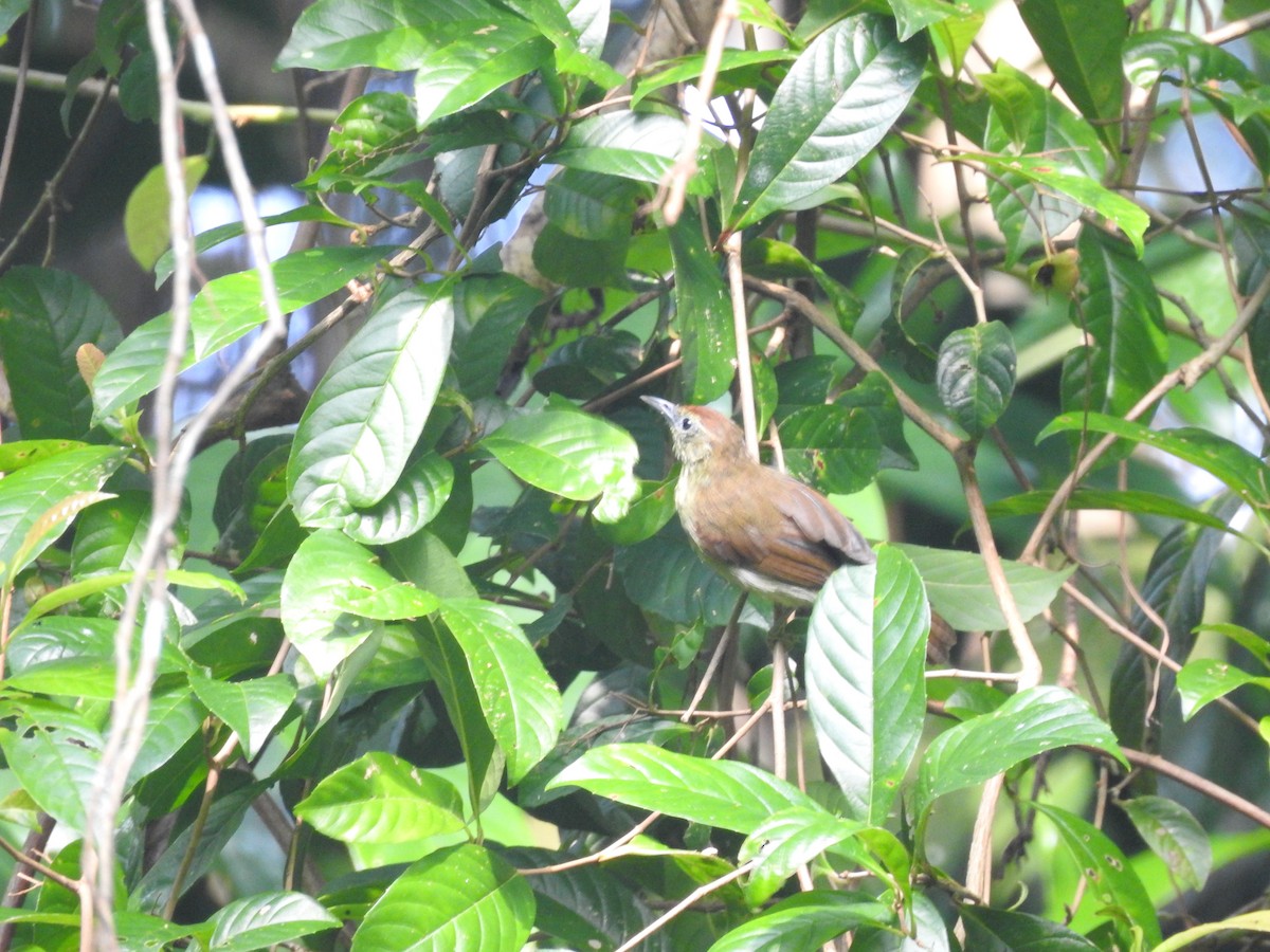 Pin-striped Tit-Babbler - ML642102821