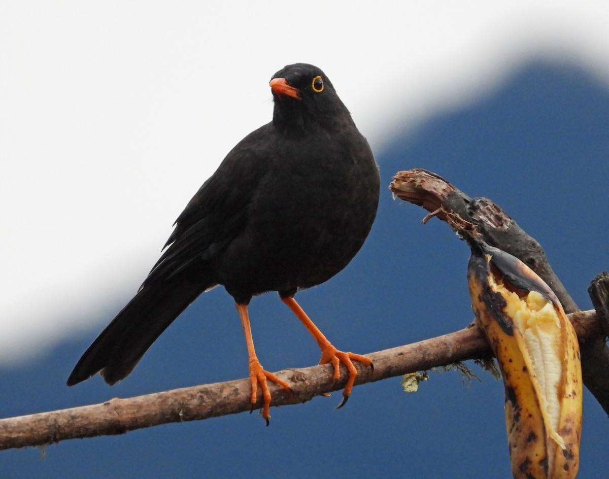 Great Thrush - ML642102828