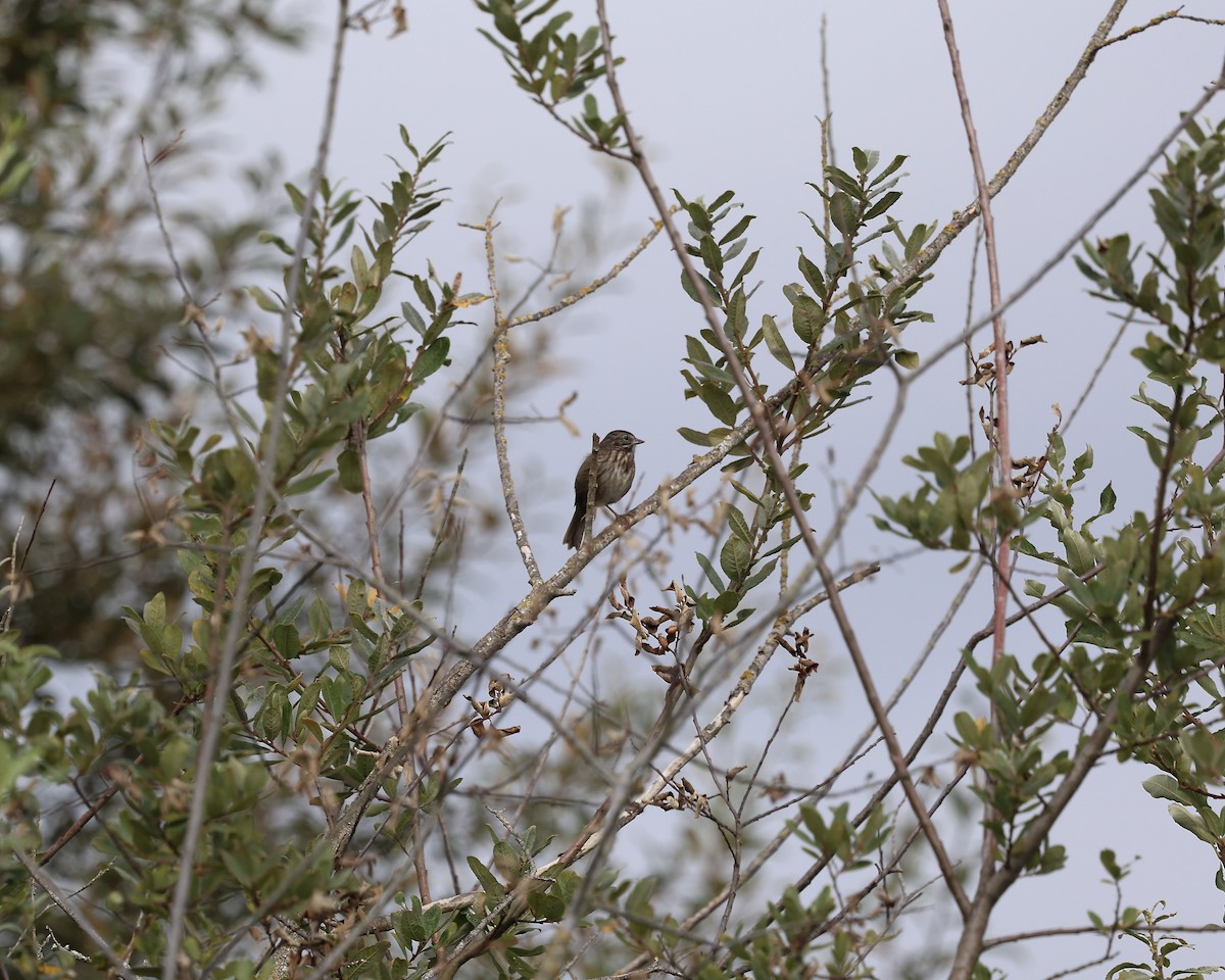 Song Sparrow - ML642102830