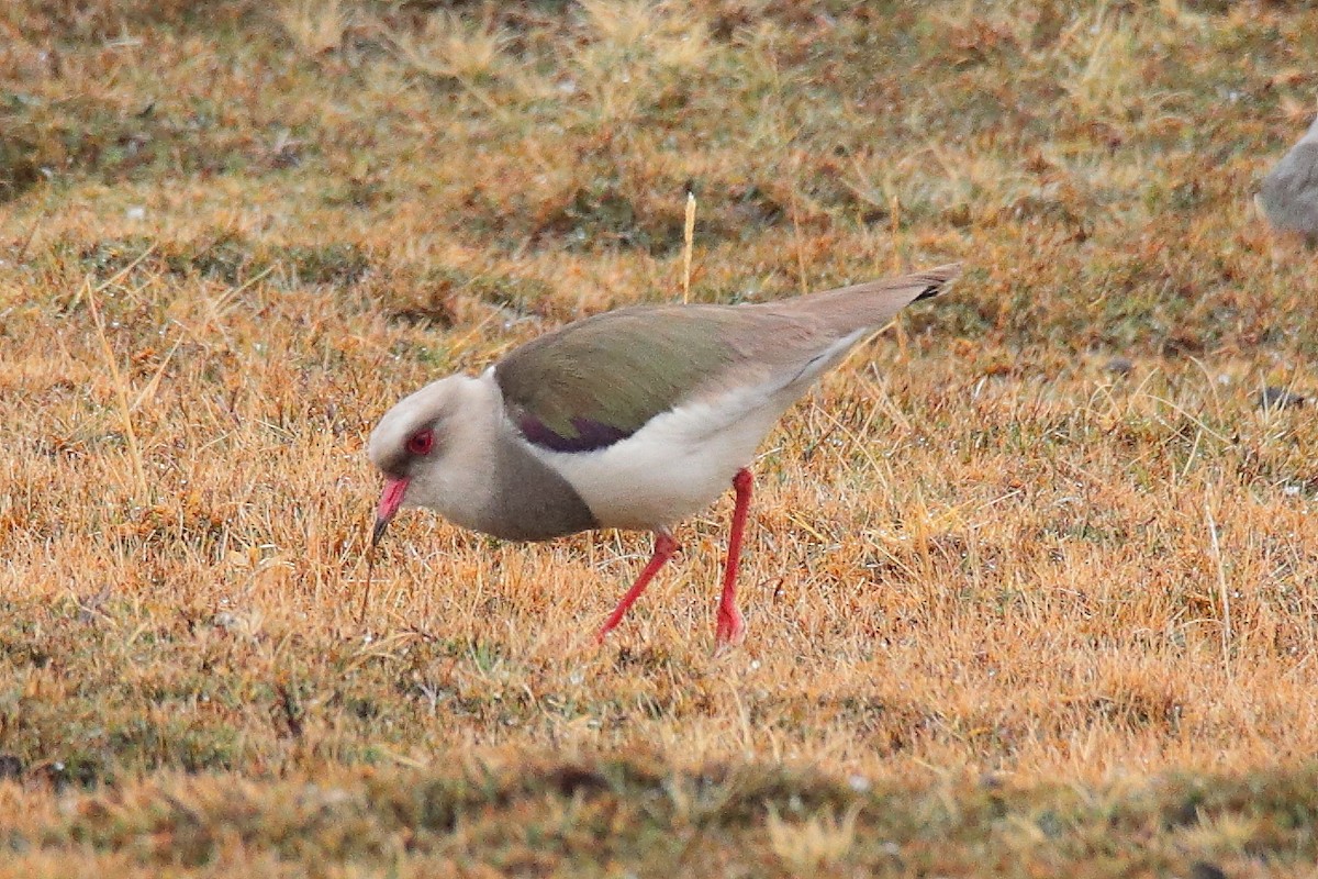 Andean Lapwing - ML642102833