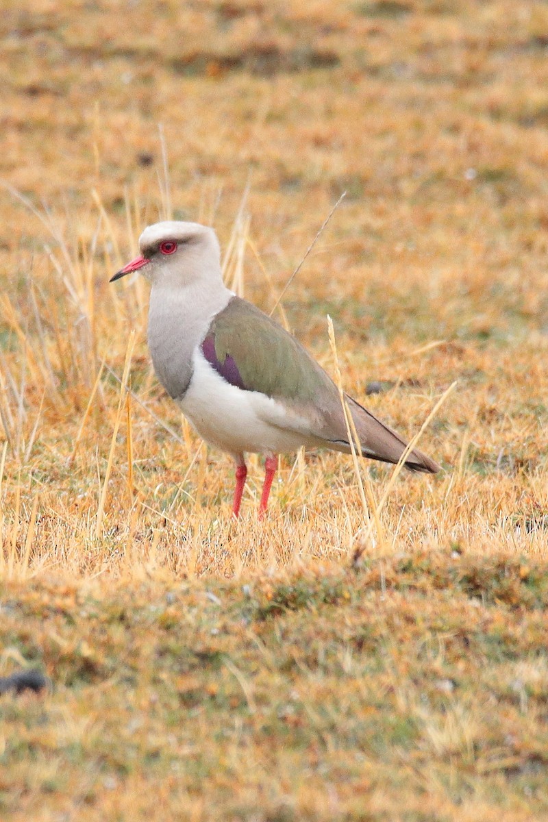 Andean Lapwing - ML642102834