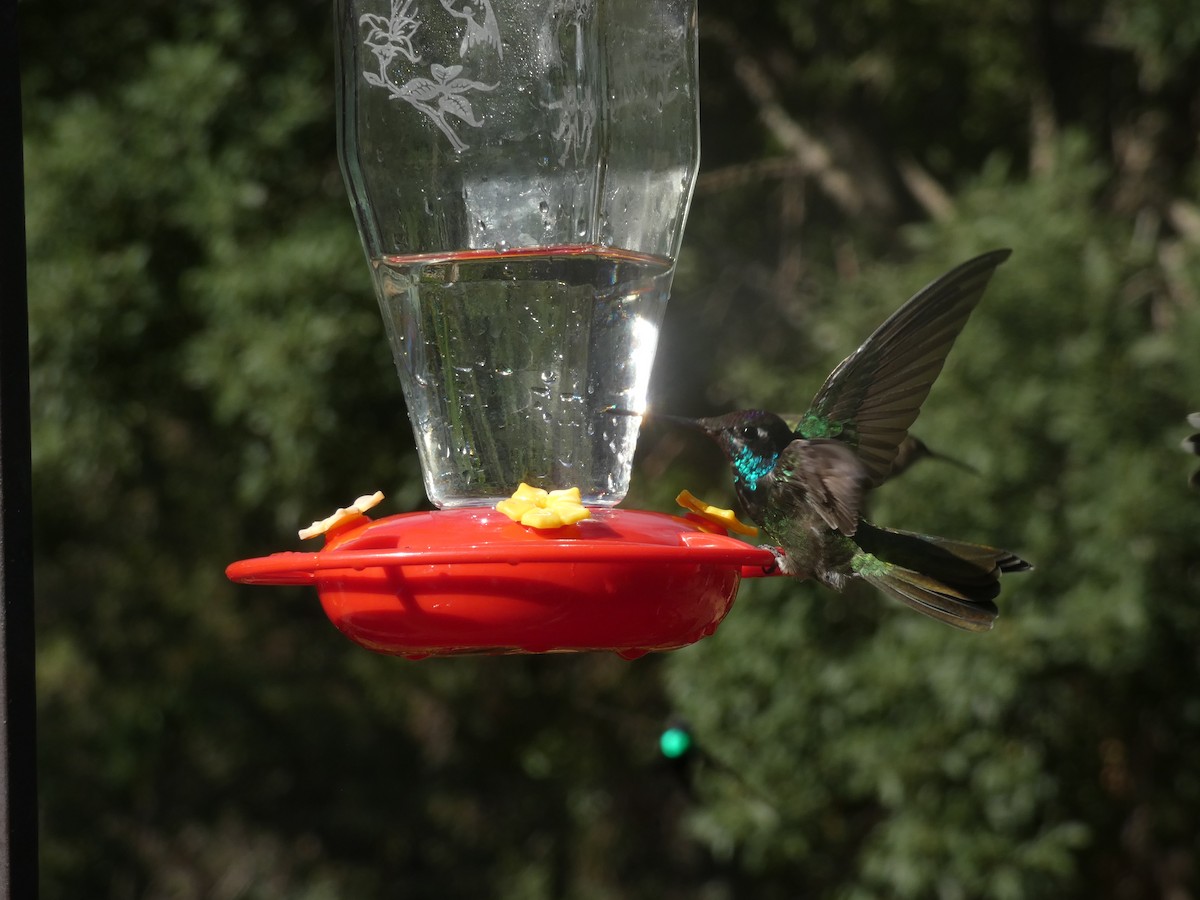 Colibri de Rivoli - ML642102838