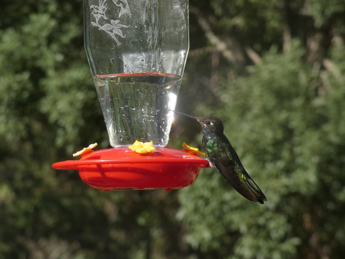 Colibri de Rivoli - ML642102839