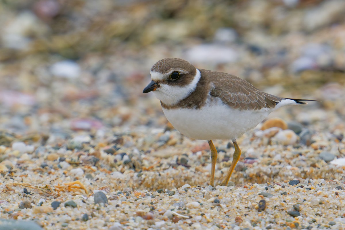 Semipalmated Plover - ML642102840