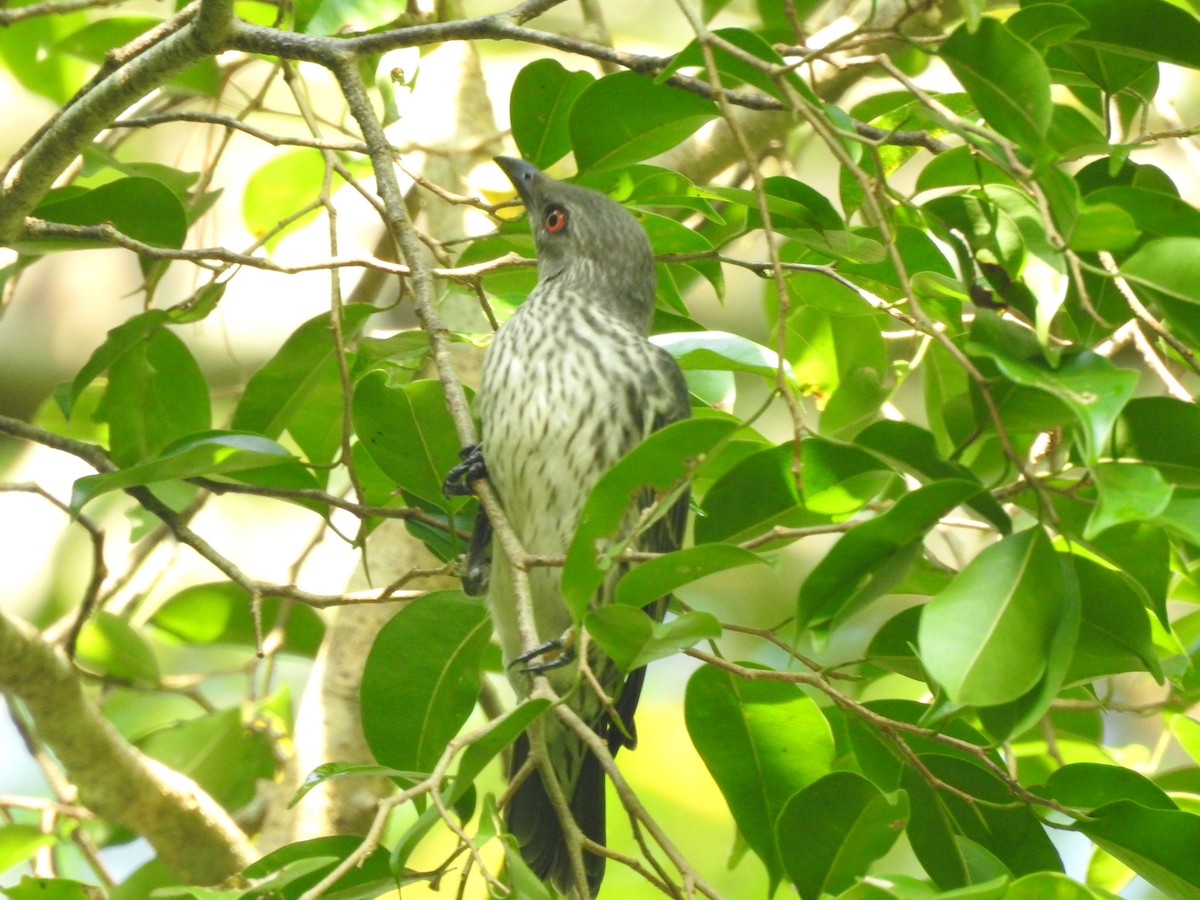 Asian Glossy Starling - ML642102841
