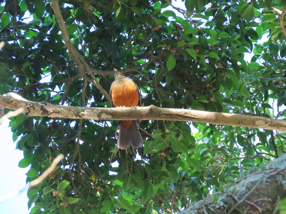 Rufous-bellied Thrush - ML642102855