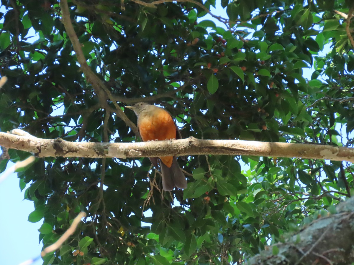 Rufous-bellied Thrush - ML642102857