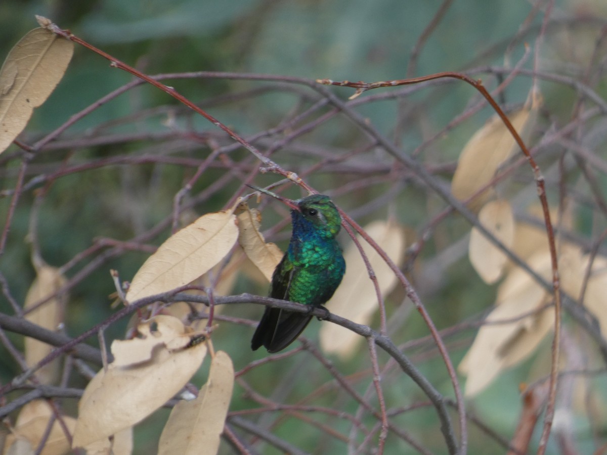 Broad-billed Hummingbird - ML642102865
