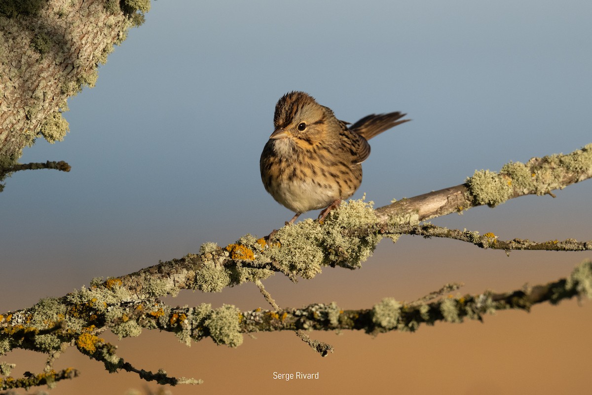 Lincoln's Sparrow - ML642102867
