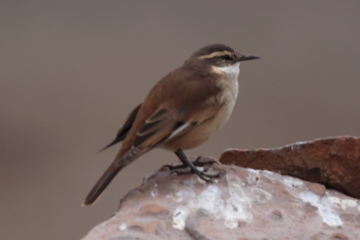 Cream-winged Cinclodes - ML642102885