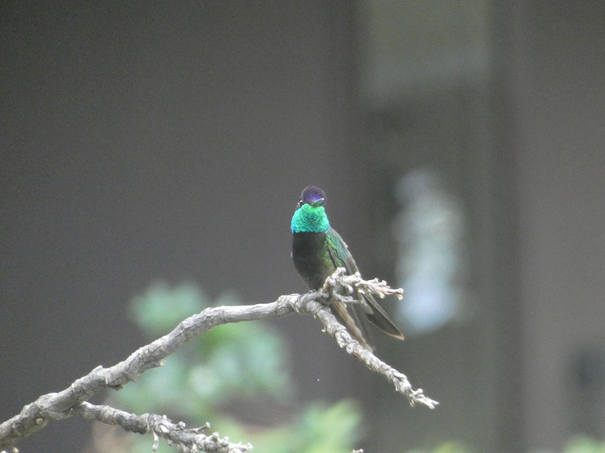 Rivoli's Hummingbird - ML642102887