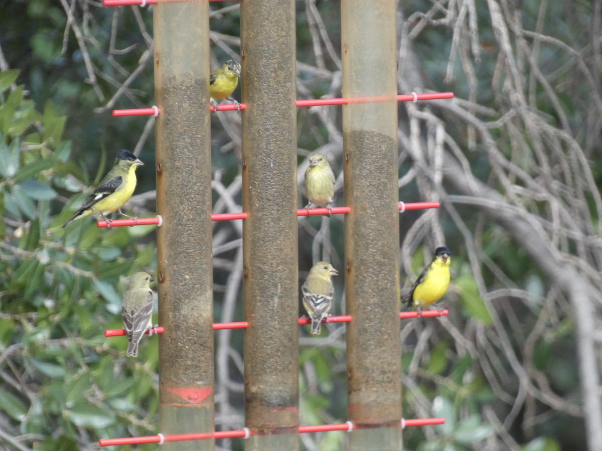 Lesser Goldfinch - ML642102896