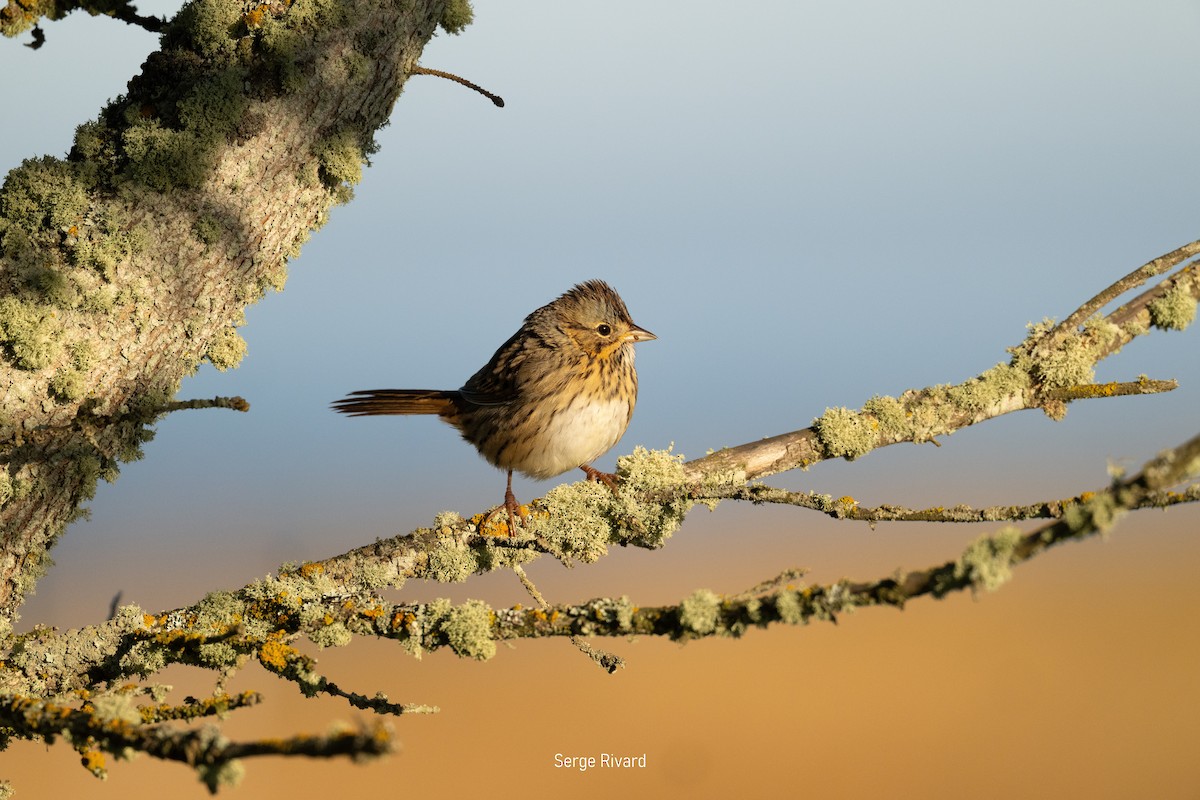 Lincoln's Sparrow - ML642102900