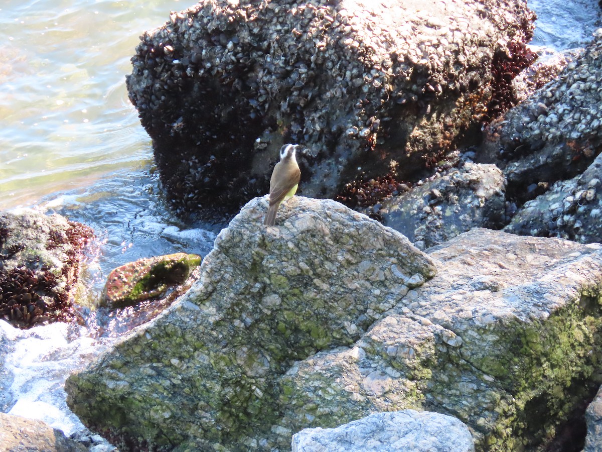 Social Flycatcher - ML642102909