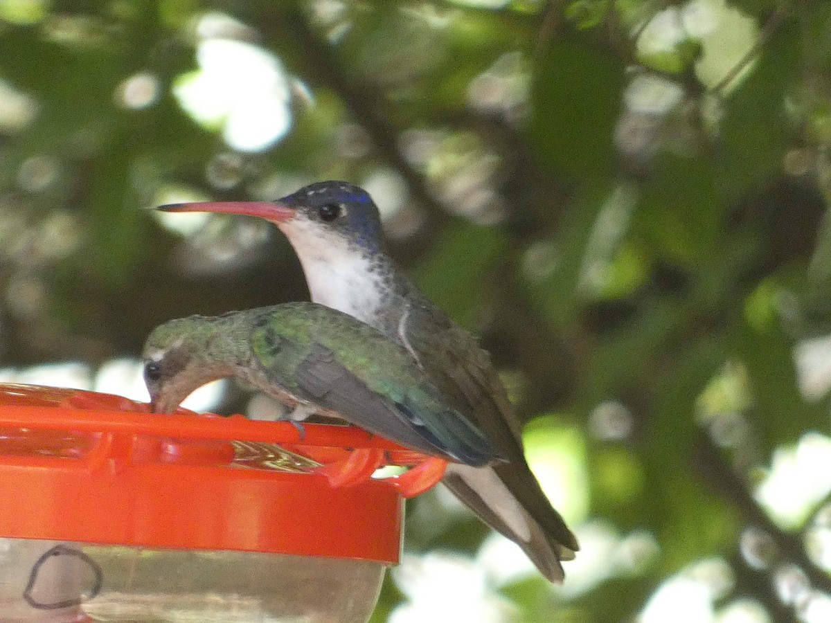 Violet-crowned Hummingbird - ML642102914
