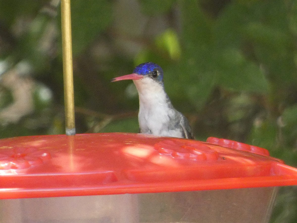 Violet-crowned Hummingbird - ML642102915