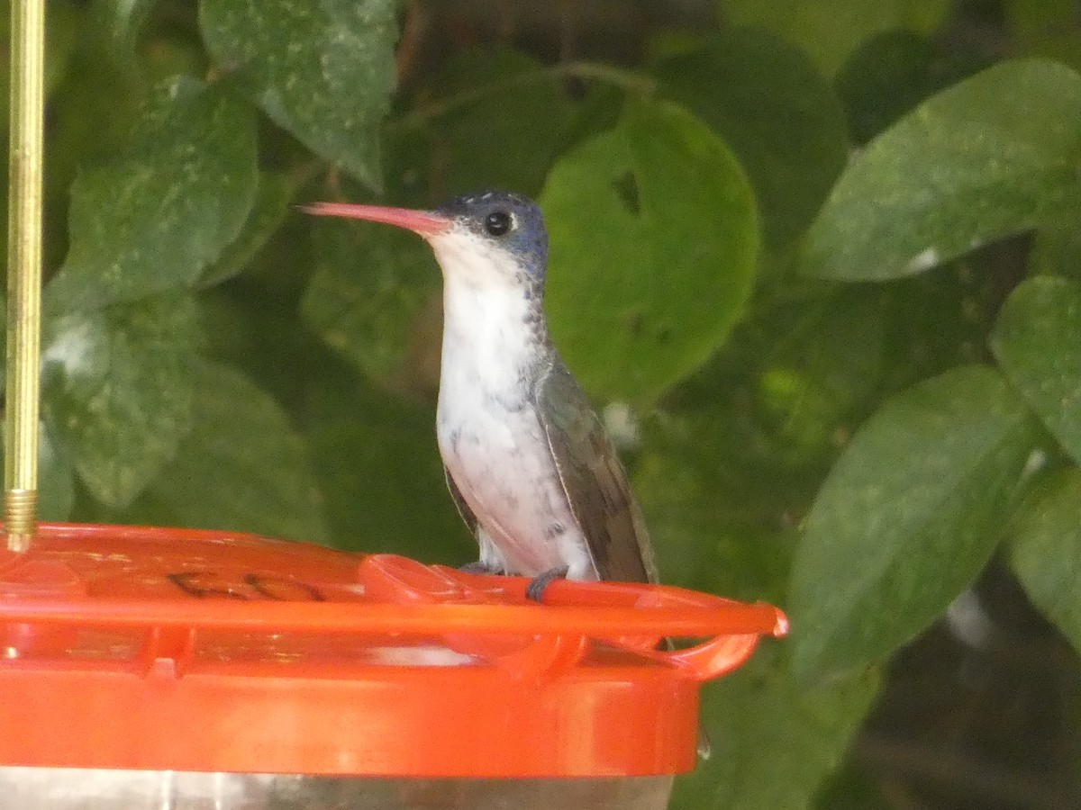 Violet-crowned Hummingbird - ML642102916