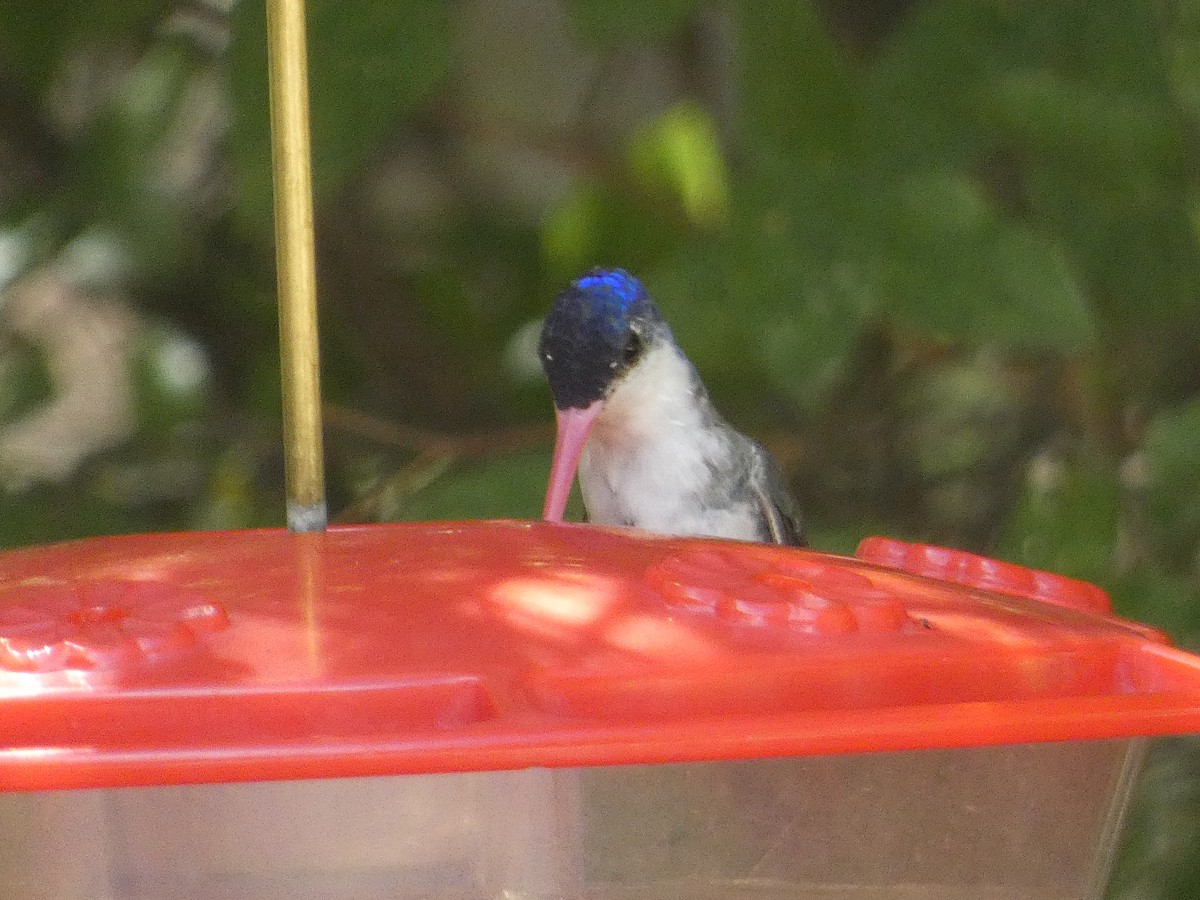 Violet-crowned Hummingbird - ML642102917