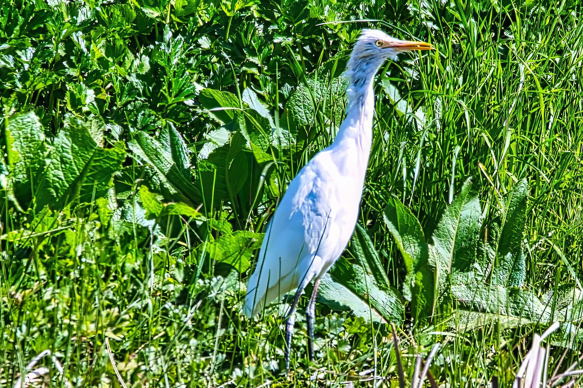 Eastern Cattle-Egret - ML642102918