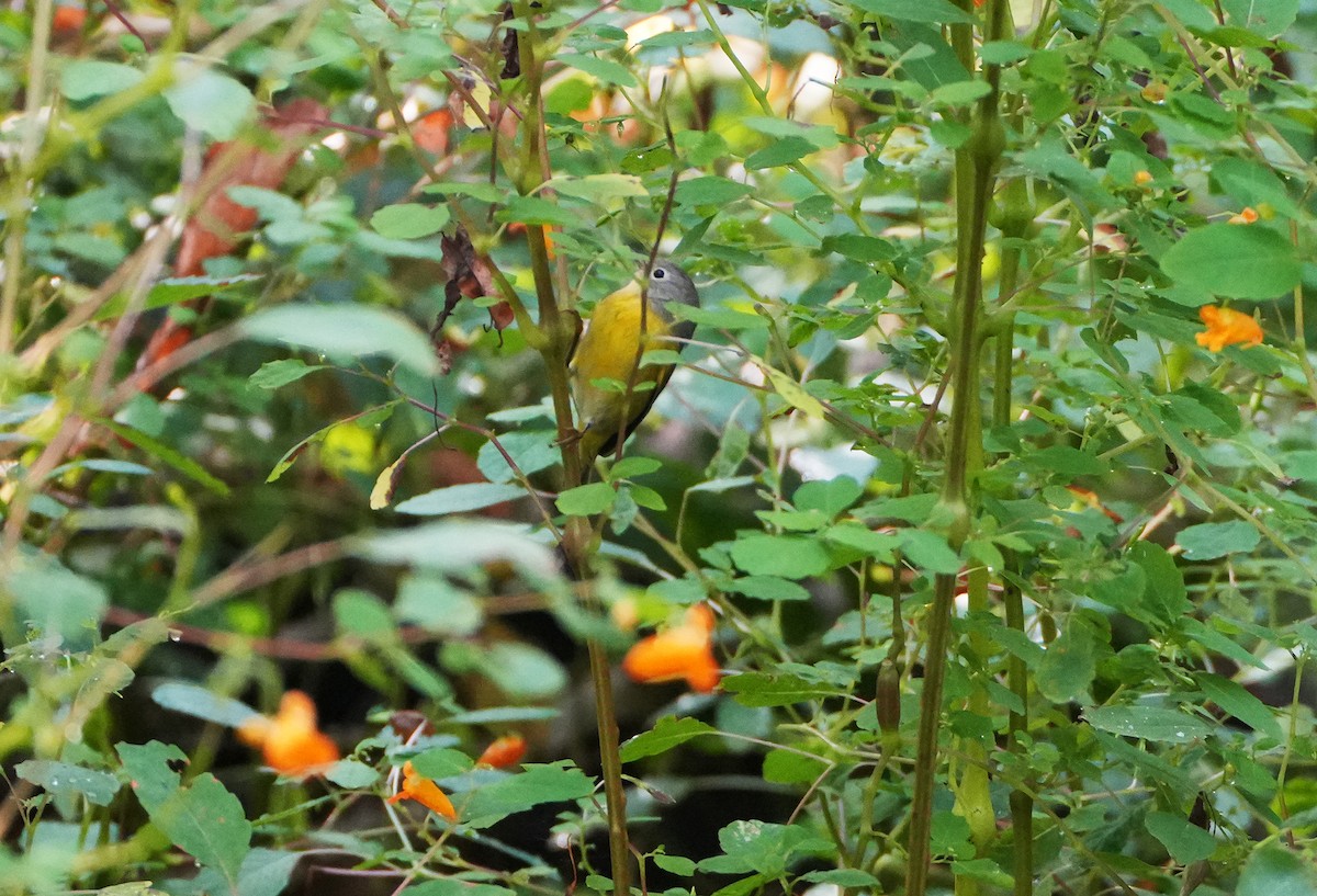 Nashville Warbler - ML642102921