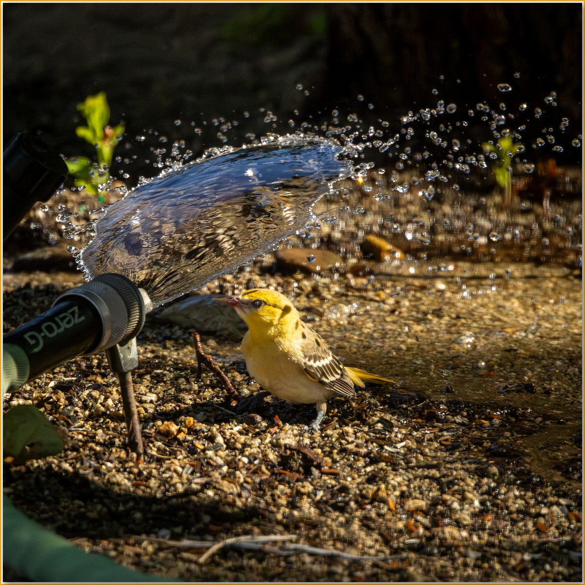 Evening Grosbeak - ML642102922