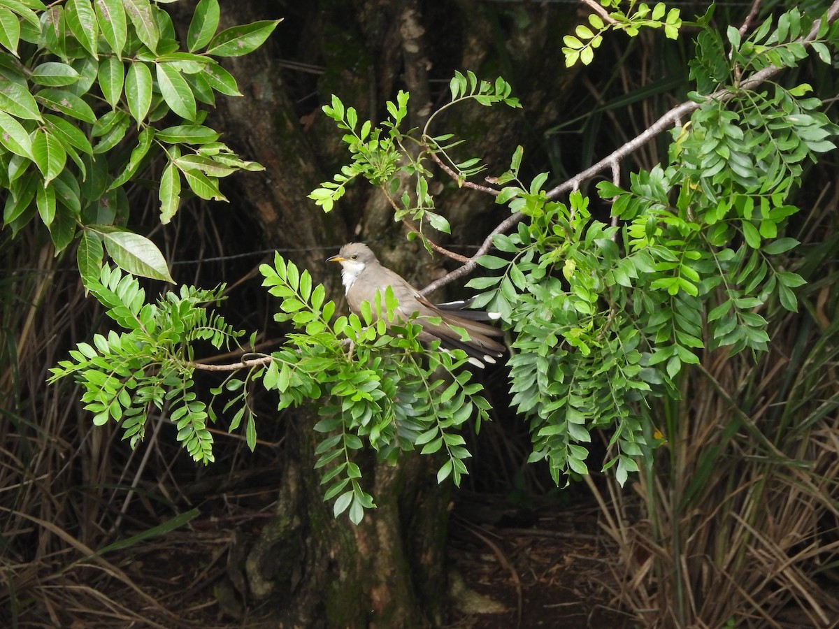 Yellow-billed Cuckoo - ML642102923