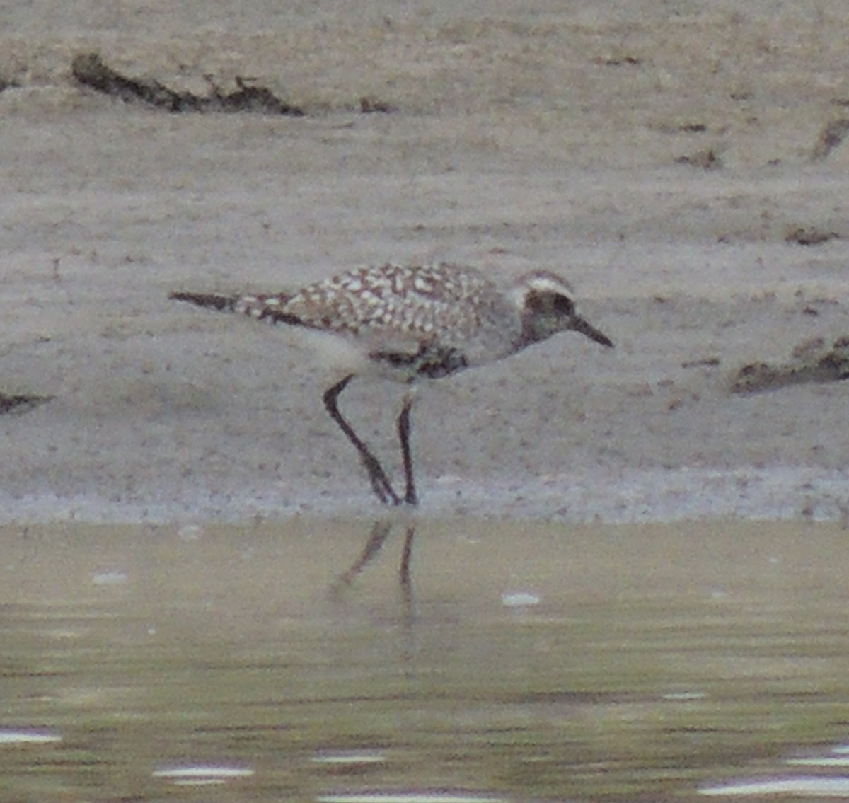 Black-bellied Plover - ML642102928