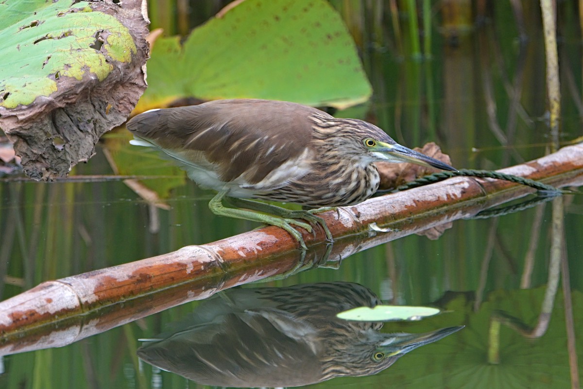 Chinese Pond-Heron - ML642102930