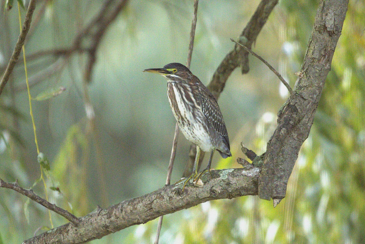 Green Heron - ML642102931
