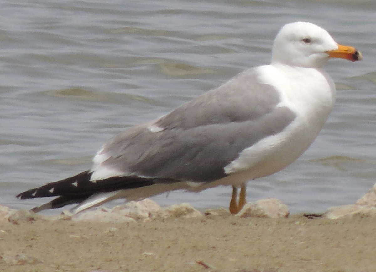 Armenian Gull - ML642102932