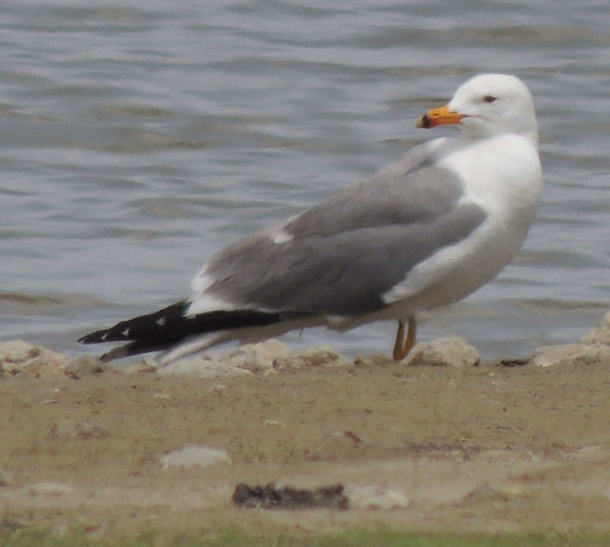 Armenian Gull - ML642102933
