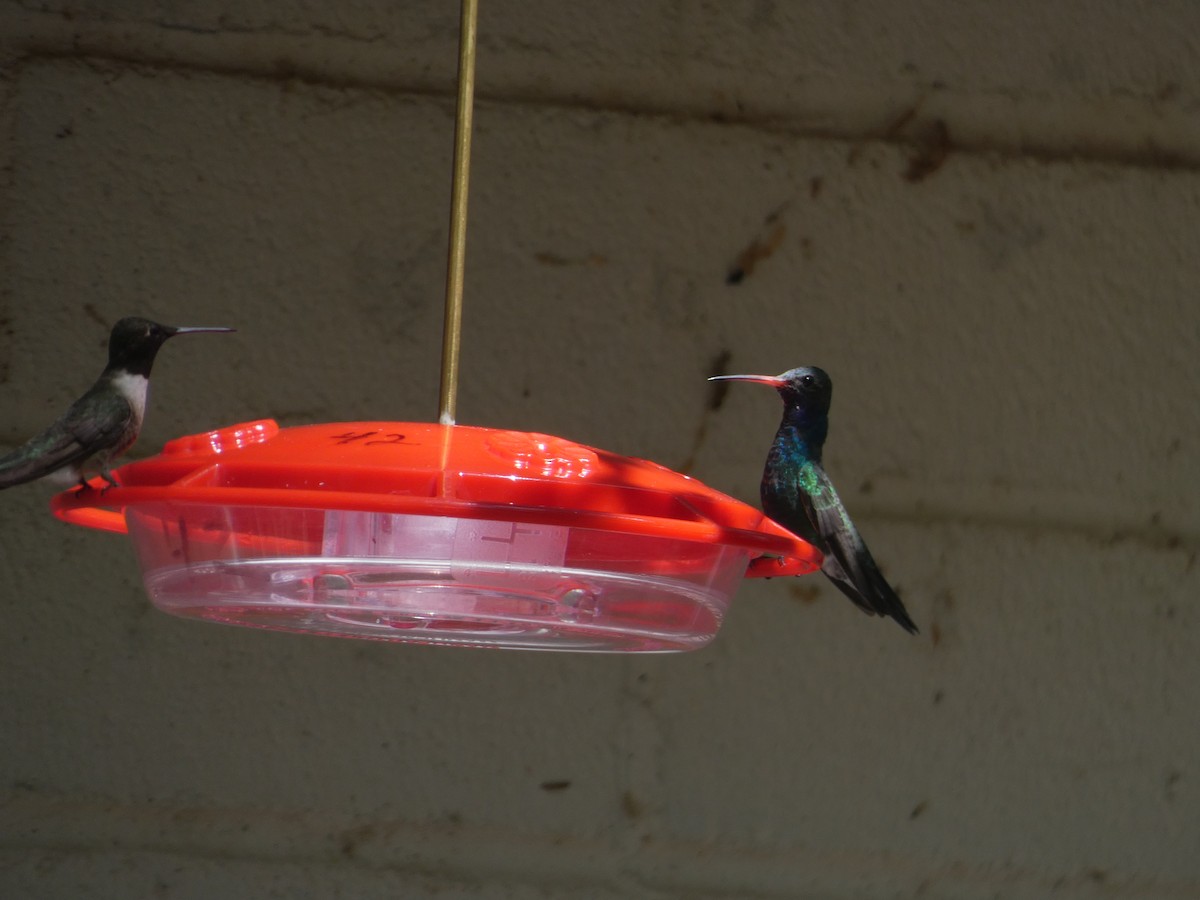 Broad-billed Hummingbird - ML642102934