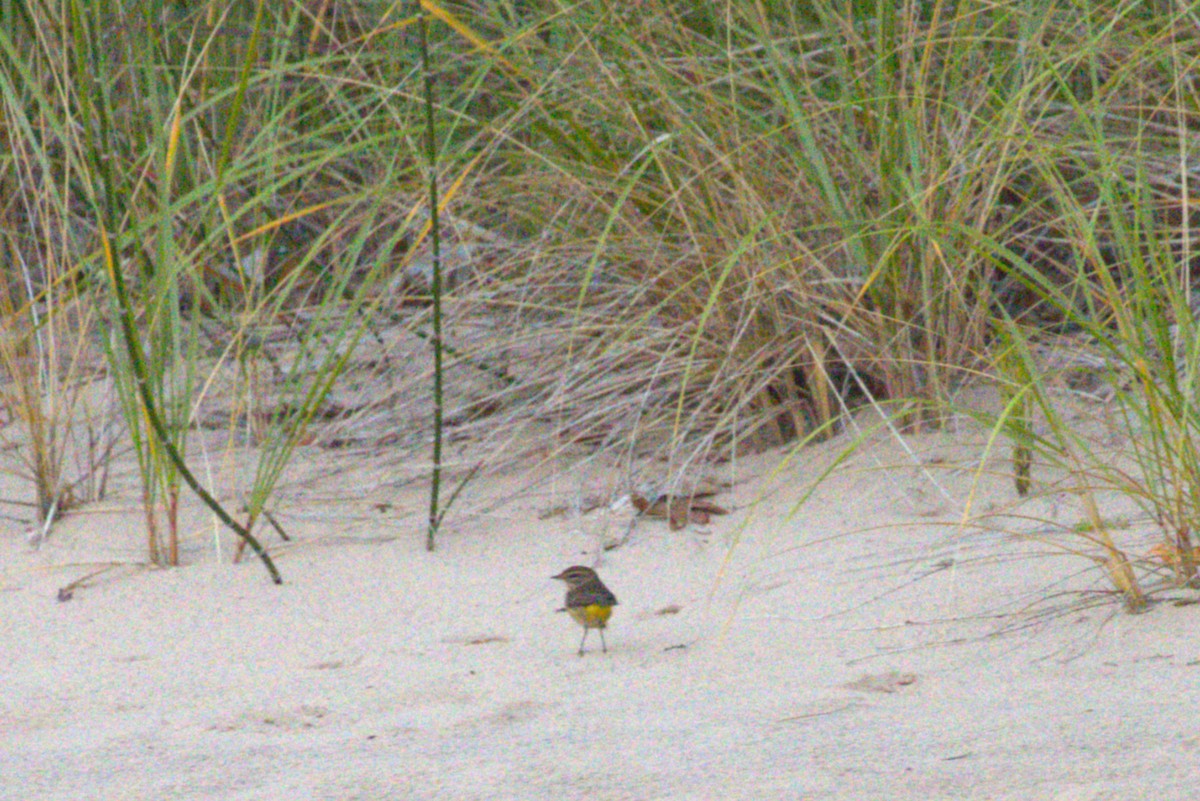 Palm Warbler - ML642102935