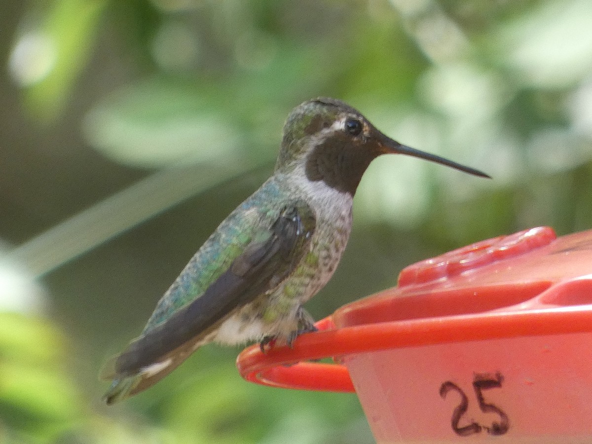 Black-chinned Hummingbird - ML642102937
