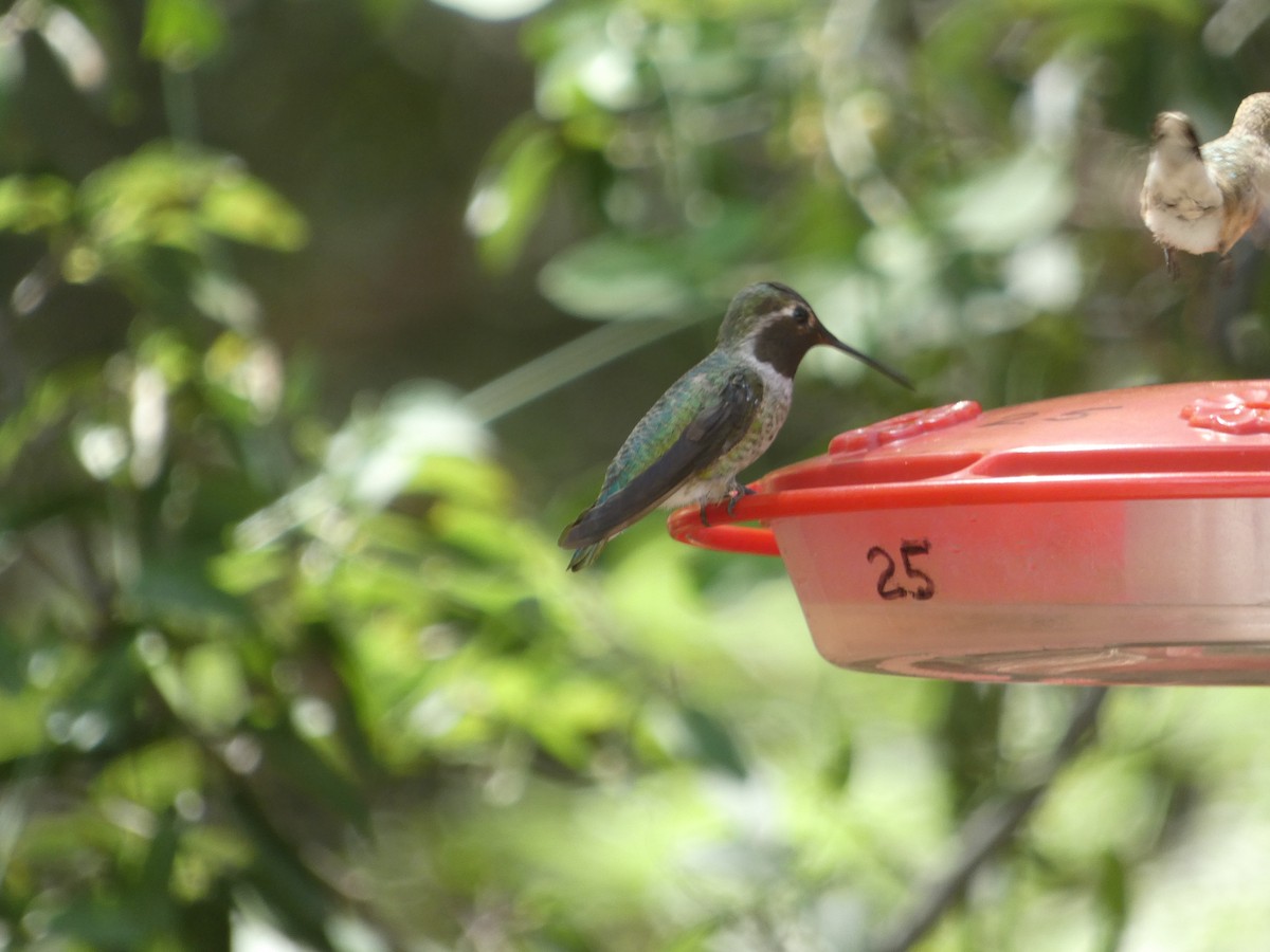 Black-chinned Hummingbird - ML642102938