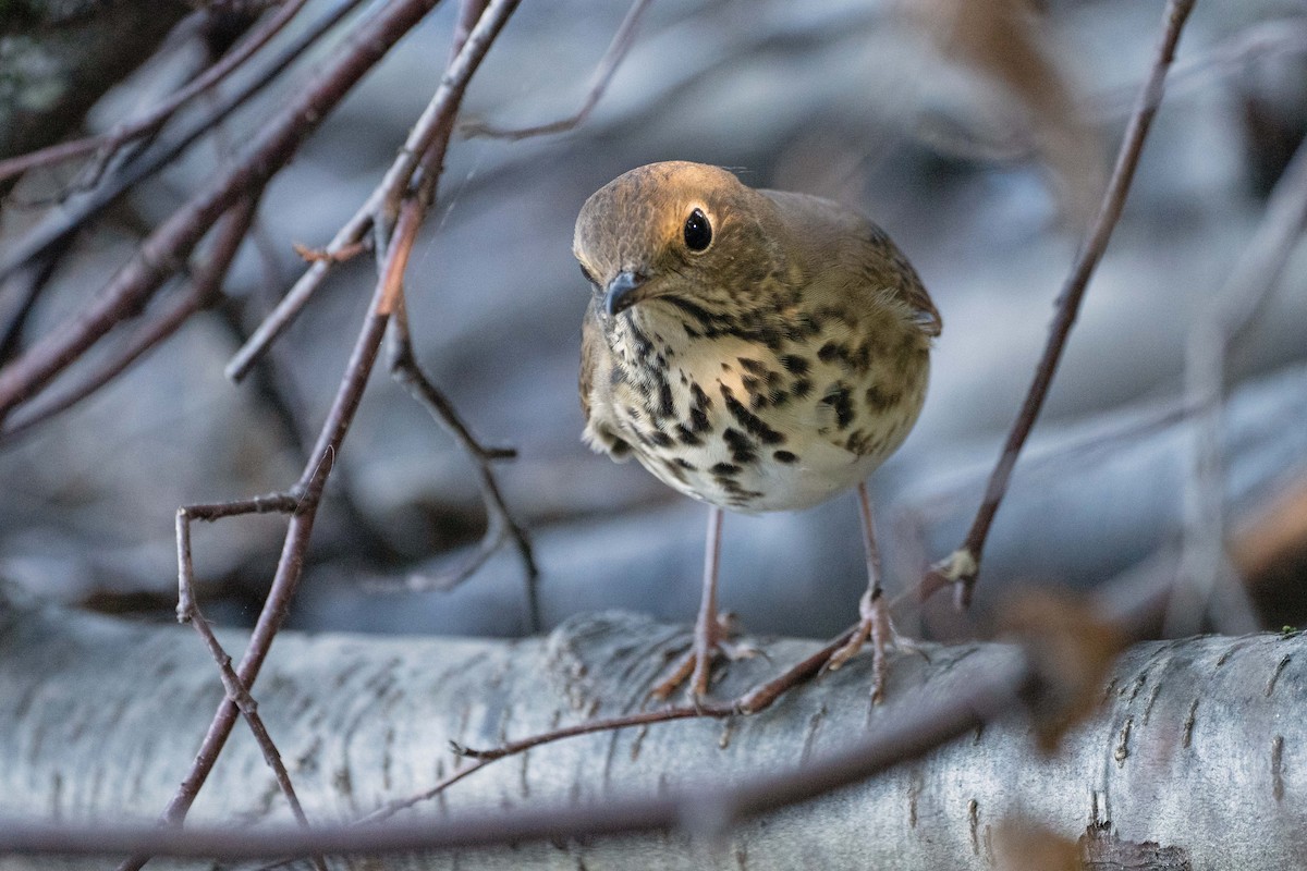 Hermit Thrush - ML642102942