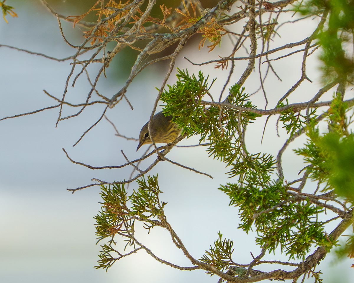 Cape May Warbler - ML642102943