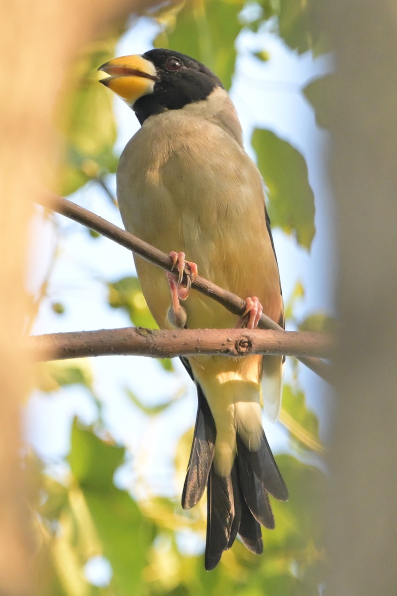 Yellow-billed Grosbeak - ML642102945