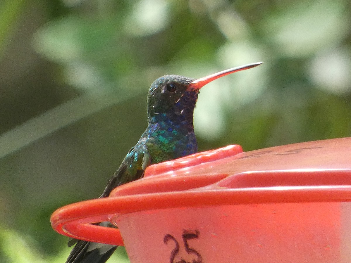 Broad-billed Hummingbird - ML642102947