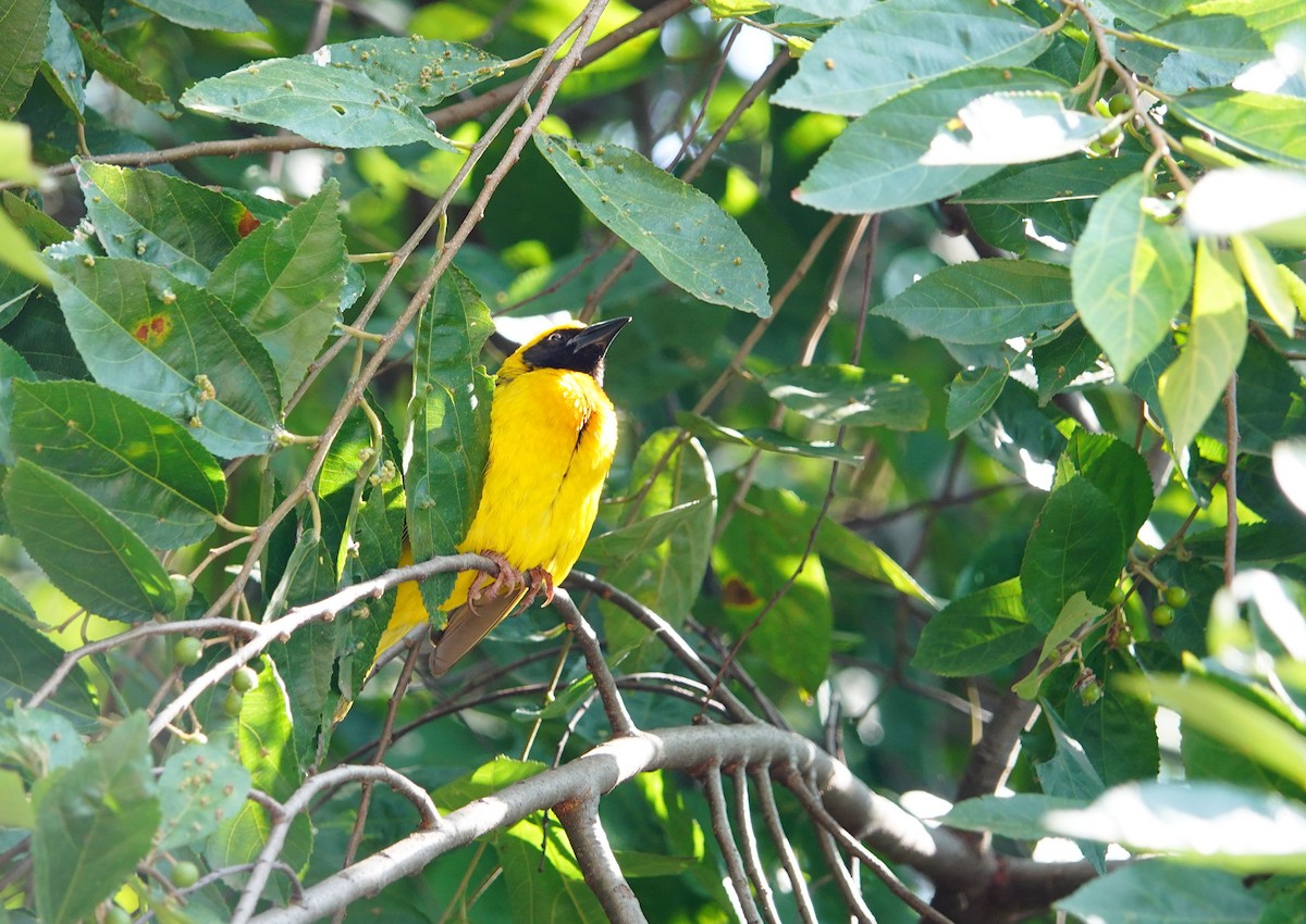 Speke's Weaver - ML642102952