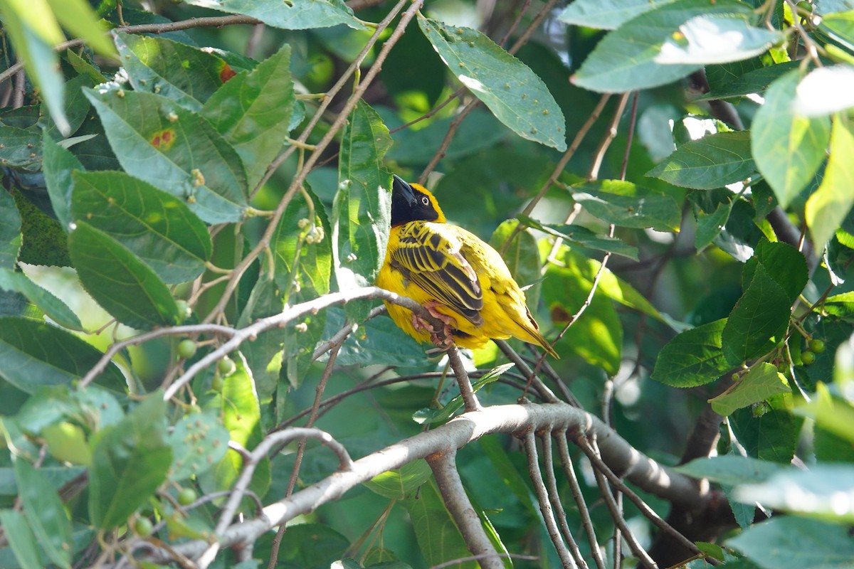 Speke's Weaver - ML642102964