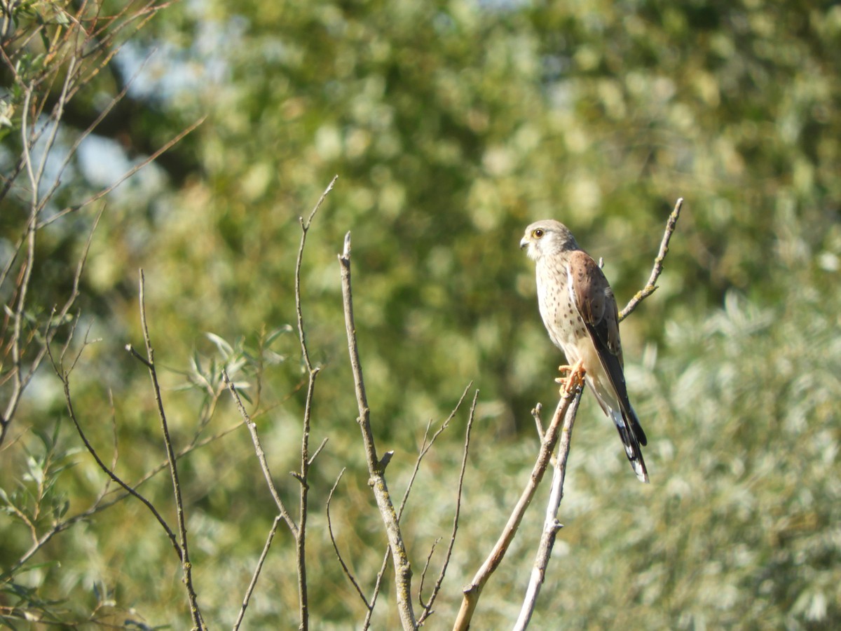 Turmfalke - ML642103012